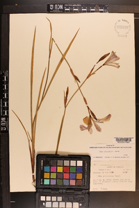 Iris prismatica image