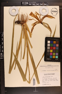 Iris hexagona image