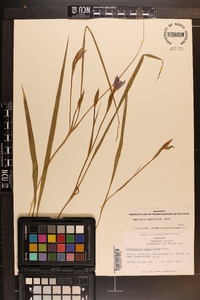 Nemastylis geminiflora image