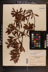 Myrica cerifera image