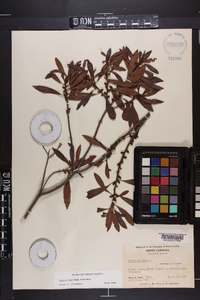 Myrica cerifera image