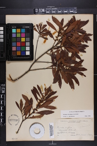 Myrica cerifera image