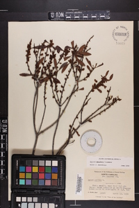 Myrica cerifera image