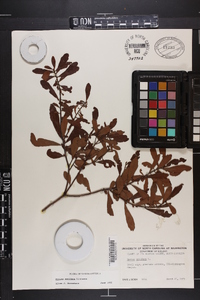 Myrica cerifera image