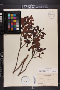 Myrica cerifera image