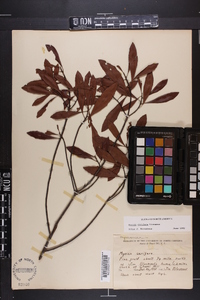 Myrica cerifera image