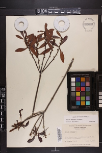 Myrica cerifera image