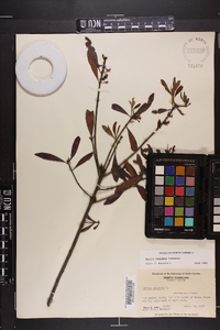 Myrica cerifera image