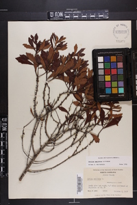 Myrica cerifera image