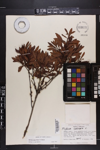 Myrica cerifera image