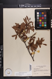 Myrica cerifera image