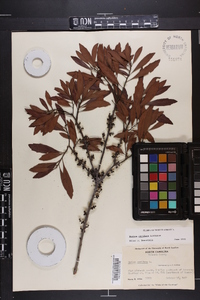 Myrica cerifera image
