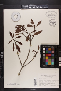 Myrica cerifera image