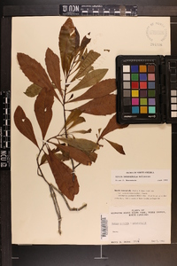 Myrica heterophylla image