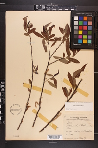 Salix caroliniana image