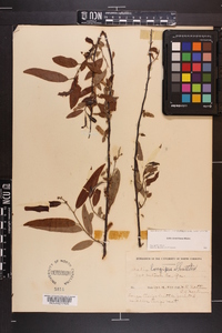 Salix caroliniana image