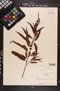 Salix caroliniana image