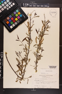 Salix caroliniana image