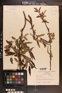 Salix caroliniana image