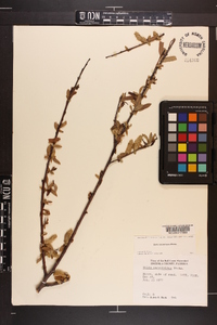 Salix caroliniana image