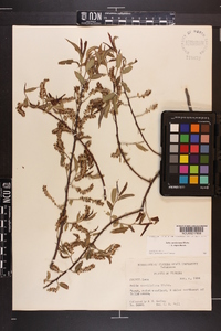 Salix caroliniana image