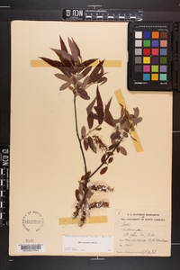 Salix caroliniana image