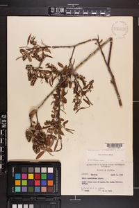 Salix caroliniana image