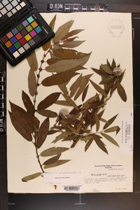 Salix eriocephala var. eriocephala image