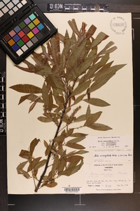 Salix eriocephala var. eriocephala image