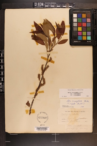 Salix eriocephala var. eriocephala image