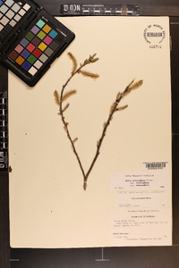 Salix eriocephala var. eriocephala image