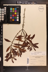 Myrica cerifera image