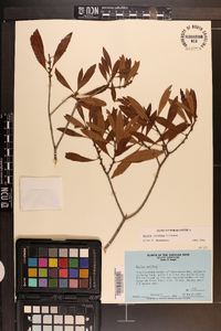 Myrica cerifera image