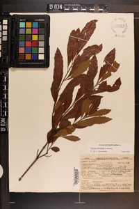 Myrica cerifera image