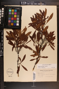 Myrica cerifera image