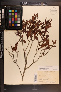 Myrica cerifera image