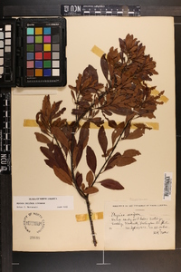 Myrica cerifera image