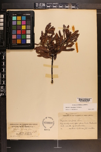 Myrica cerifera image