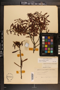 Myrica cerifera image