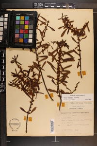 Myrica cerifera image