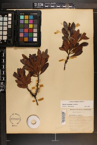 Myrica cerifera image