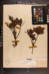 Myrica cerifera image