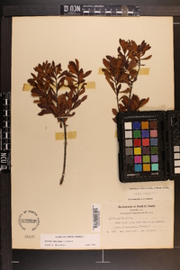 Myrica cerifera image