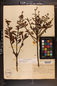 Myrica cerifera image