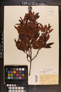 Myrica cerifera image