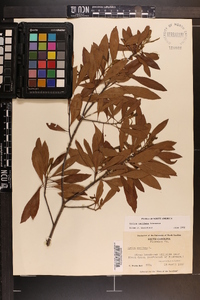 Myrica cerifera image