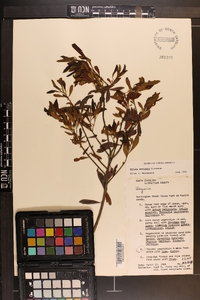 Myrica cerifera image