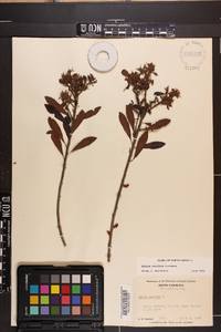 Myrica cerifera image