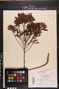 Myrica cerifera image
