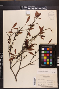 Myrica cerifera image